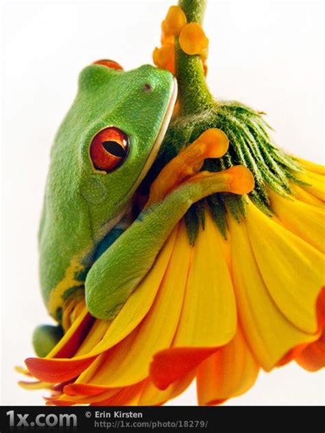 A Green Frog Sitting On Top Of A Yellow Flower