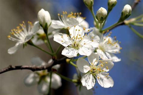 A field guide to the trees of britain and northern europe by john white, jill white, and s. Powell Gardens' Blog: From 2 Weeks Behind to Back on Track!
