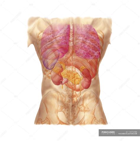 This video quadrants and regions of the abdominal wall is part of the lecturio course abdominal wall ► watch the complete course on. Abdominal Anatomy Quadrants / Abdominal Regions And ...