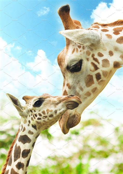 Potrait Mother And Baby Giraffe Animal Stock Photos ~ Creative Market