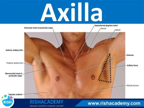 Anatomy Msk Axilla And Spinal Nerves Flashcards Quizlet