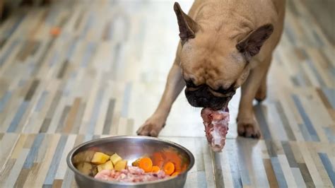 Homemade Food For Dogs With Skin Allergies