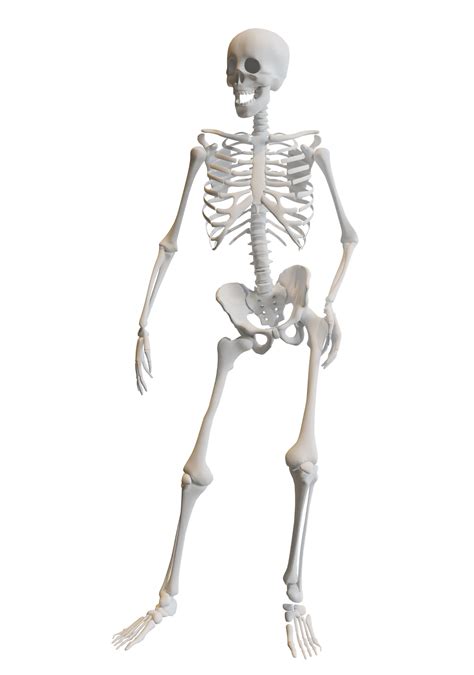 3d Model Human Skeleton Vr Ar Low Poly Rigged Cgtrader