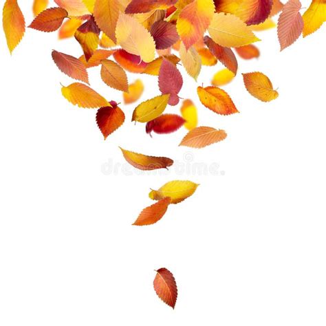 Maple Leaves Falling Stock Photo Image Of Fall Beautiful 32750074