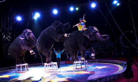 Circus And Elephant Ride El Maida Shrine Circus Groupon