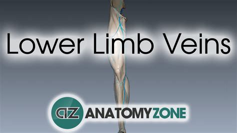 Superficial dorsal veins of clitoris. Lower Limb Veins • Cardiovascular • AnatomyZone