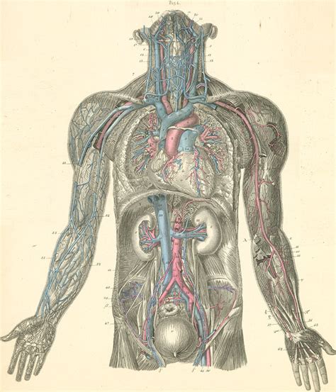 An Overview Of The Blood Vessels Of The Neck Thorax Abdomen