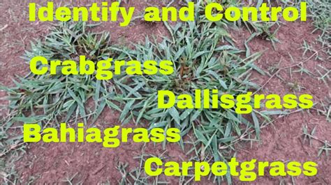 Weed Control And Identification Of Crabgrass Dallisgrass Bahiagrass