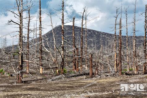 Bare Trees In Dead Forest Or Dead Wood In Tolbachik Volcano Lava Field