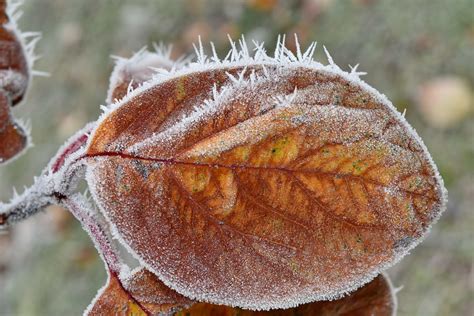 Free Picture Cold Frost Frozen Ice Crystal Yellow Leaves Winter