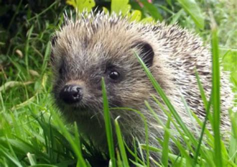 Hedgehog Plight Highlighted By Beardshaw Horticulture Week