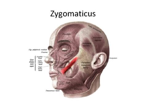 Zygomaticus Minor Muscle Detail Origin Insertion And