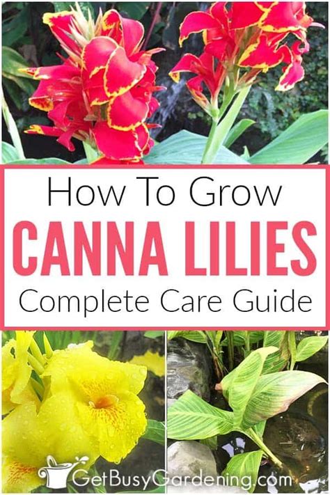 Canna Lilies Are A Great Choice For Adding A Wide Variety Of Color And