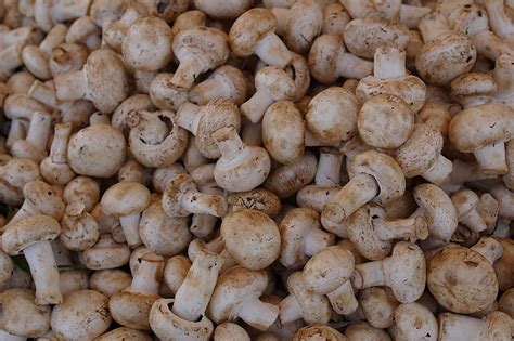 How To Grow Your Own Button Mushroom Mushroom Growing