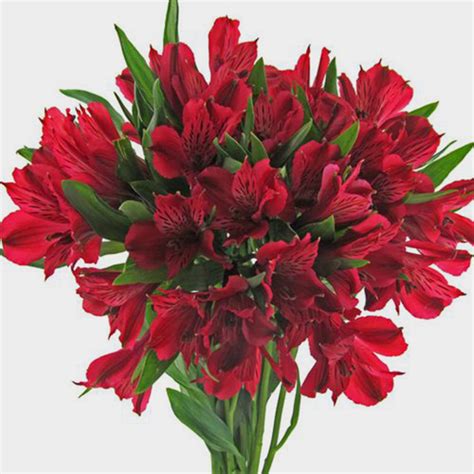 Here is huge collection of romantic valentine flowers. Top 5 most romantic flowers for Valentines day 2020