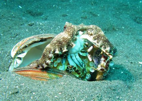 Octopus Eating A Crab Smithsonian Ocean