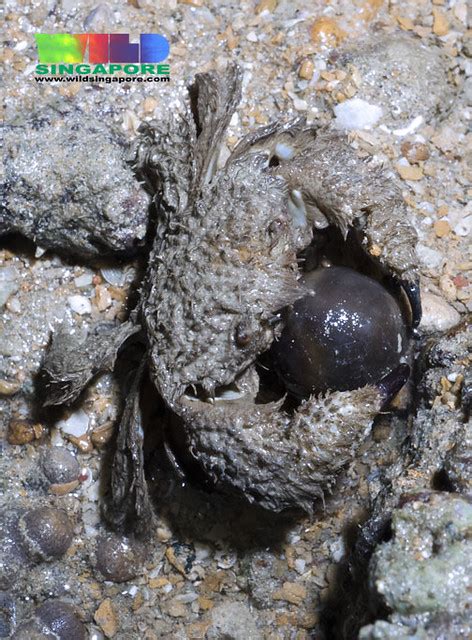 Hairy Crab Pilumnus Sp Eating A Hairy Olive Sponge Ste