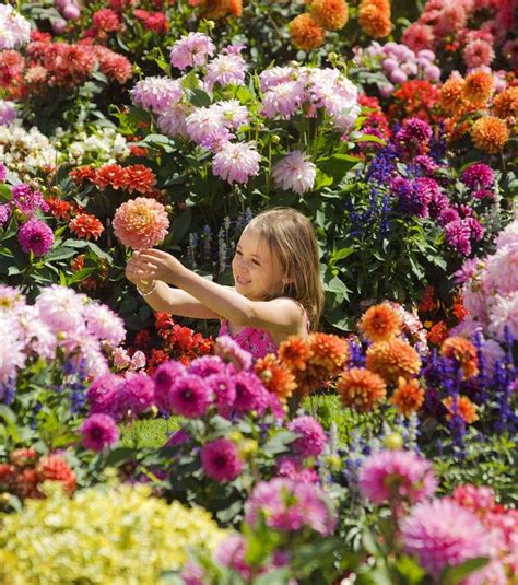 Marisol On Twitter Growing Flowers Dahlias Garden Bloom Where Youre