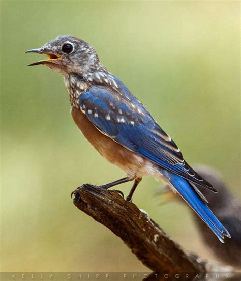 223 Best Images About Birdscardinals Blue Birds Jays And Woodpeckers