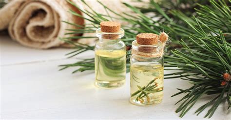 Pine Oil Uses Benefits Side Effects And How To Use It