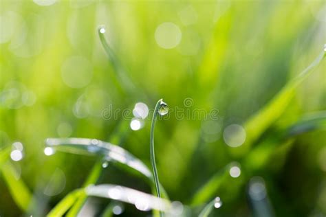 Dew Drops On Green Grass Stock Photo Image Of Bright 102685532