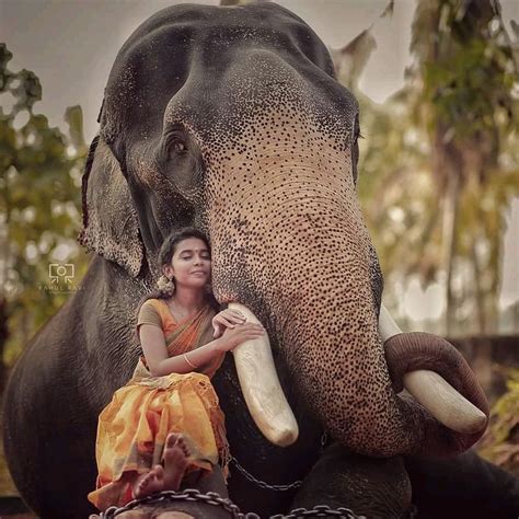 Pin By Not Exist On ആന പ്രേമി © Pʜᴏᴛᴏɢʀᴀᴘʜʏ Elephant Photography