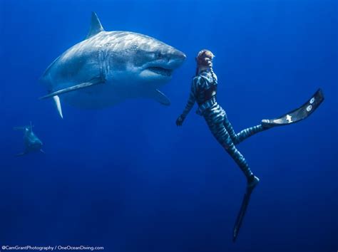 el aterrador momento en el que una mujer casi se sumerge en la boca de un tiburón de cinco