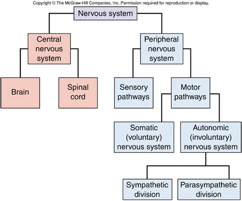 Diagram of the human nervous system (infographic). Nervous System