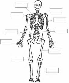 Imágenes del sistema óseo Cuerpo humano