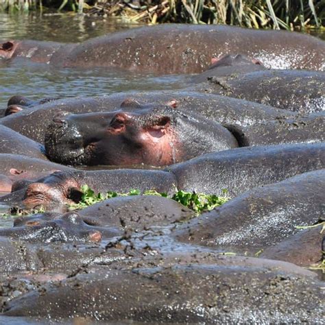 What Is A Group Of Hippos Called Social Animal Lives