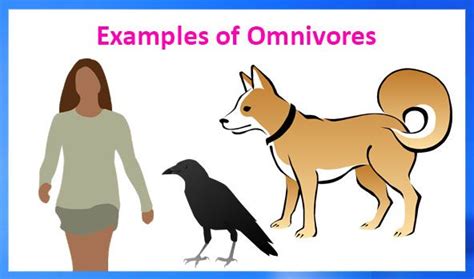 Do you know that different animals eat different type of food