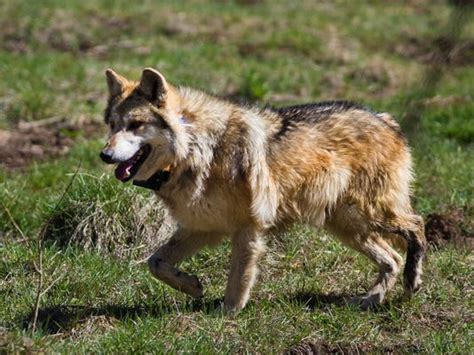 Arizona Endangered Wolves Still On The Brink