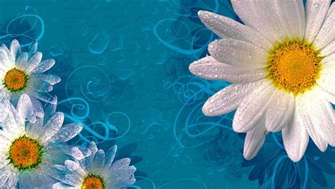Daisies Background Blue Floral Beautiful Nice Daisies Background