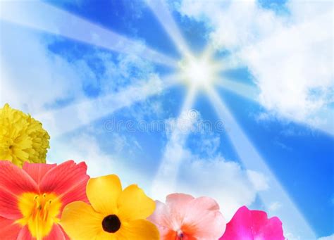Bright Beautiful Flower Sunflower Background Stock Image Image Of
