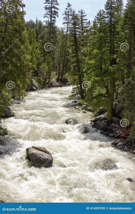 Rushing River Stock Photo Image Of Pine White Forest 41459190