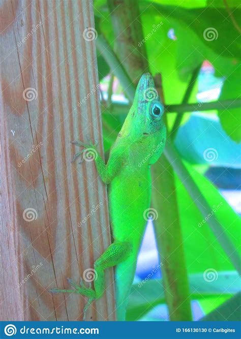 A Green Lizards With Blue Head Stock Photo Image Of Tail Beautiful