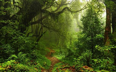 Nature Trees Forest Leaves Lianas Mist Moss Path Plants Ferns