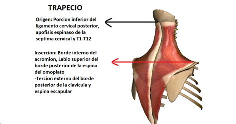 Anatomy Full Musculos Del Cuello Origen E Insercion