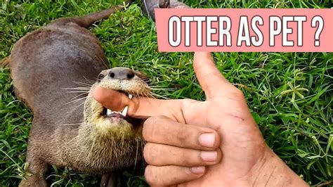 Pet Otter