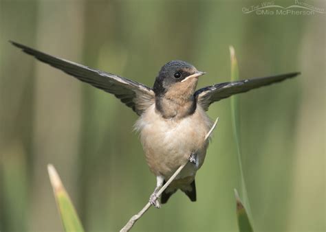 Juvenile Barn Swallow At Bear River Mbr On The Wing Photography