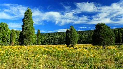 Yellow Flowers Green Grass Field Trees Mountains Under White Clouds