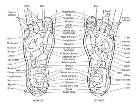 31 Printable Foot Reflexology Charts And Maps Template Lab