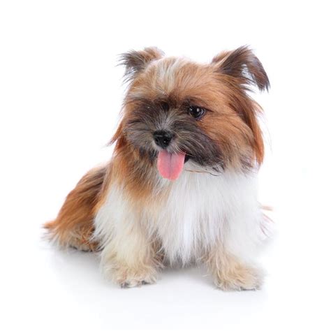 The Sweet Natured Silky Tzu Is A Playful Combo Of The Feisty Shih Tzu