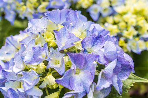 Selective Focus On Beautiful Bush Of Blooming Blue Purple Hydrangea Or