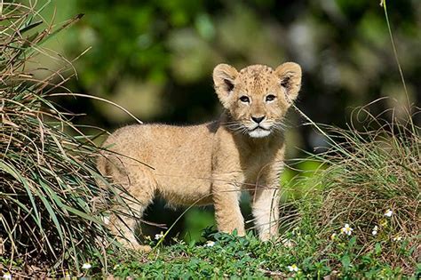 Zoo Miamis Lion Cub Makes His First Public Appearance Zooborns