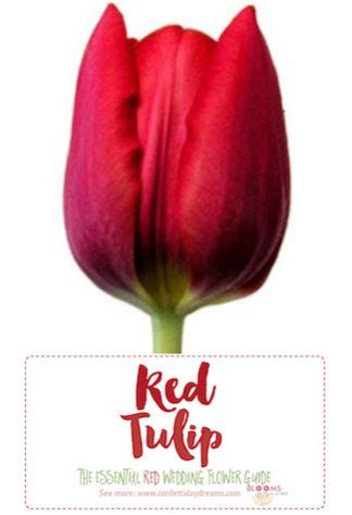 I am trying to find the name. Names and Types of Red Wedding Flowers with Seasons + Pics