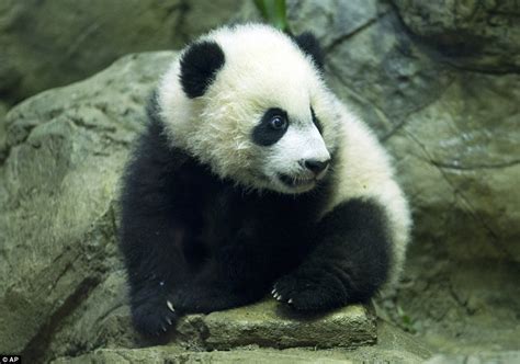 Est100 一些攝影some Photos Bei Bei Giant Panda Cub At The National Zoo
