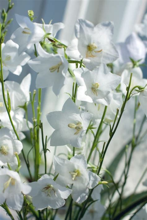 Flowers White Bells Campanula Stock Photo Image Of Bell White
