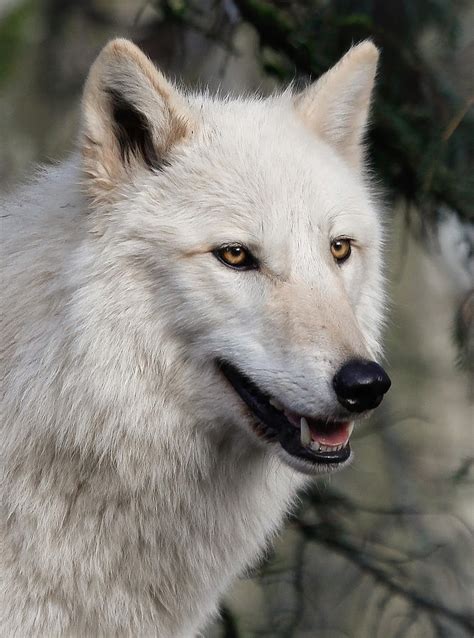 Smiling White Arctic Wolf Photograph By Athena Mckinzie
