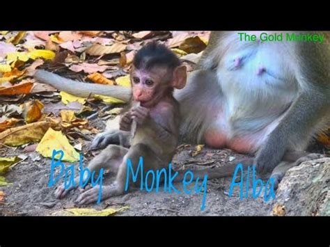 I don't know where i got that info from so when my 8months started solid, golden morn wasn't an option but my baby refuses all forms of how old is the child? The Gold Monkey_ Baby Alba Say Good Morning, Baby Monkey Alba Is Worship, Cute Girl Alba So ...